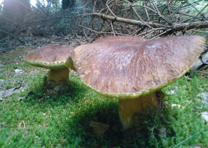 بيت ضيافة Bioalm Wassermann Wirt Sommereben