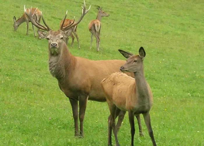 Bioalm Wassermann Wirt Sommereben